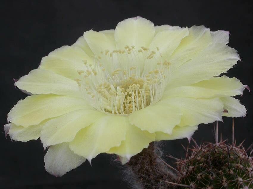 Leucostele nigripilis flower