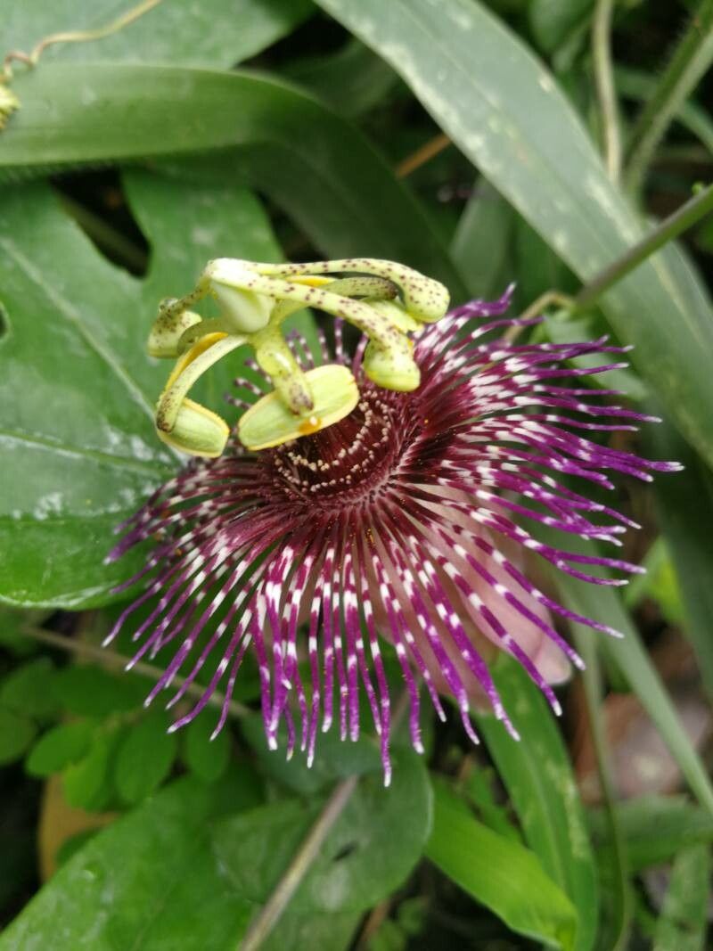 Passiflora menispermifolia flower