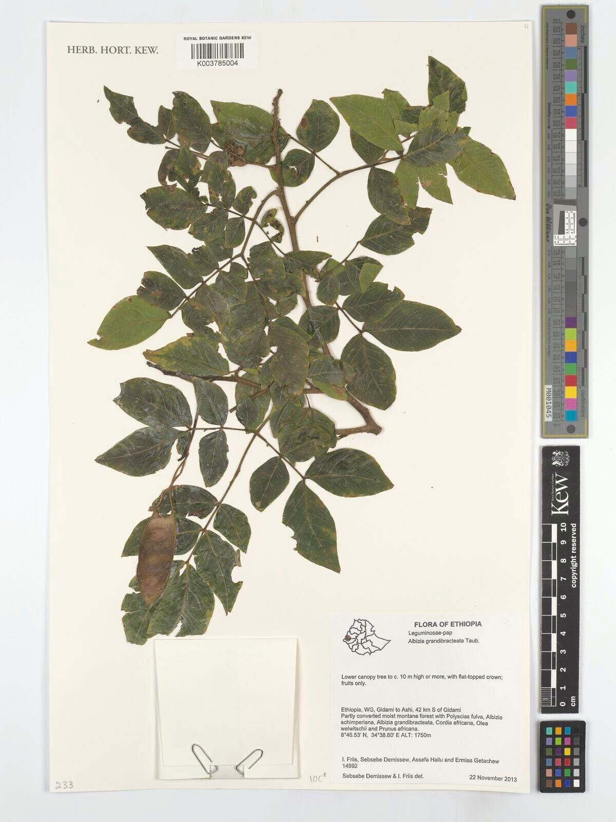 Albizia grandibracteata — houseplant care guide