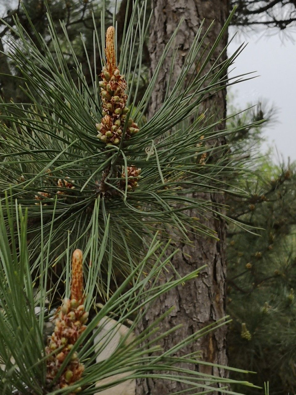 Pinus tabuliformis flower