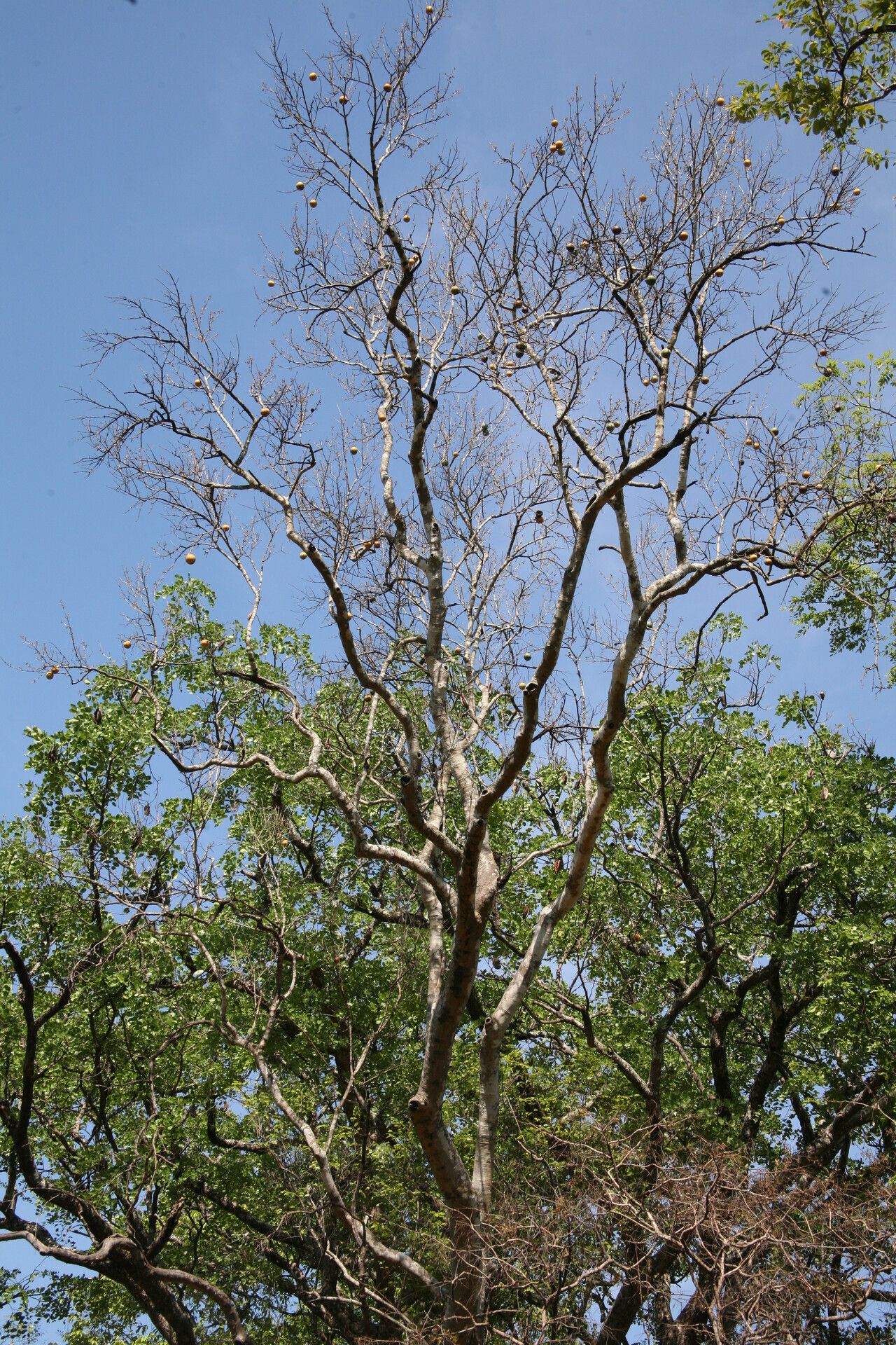 Strychnos innocua habit