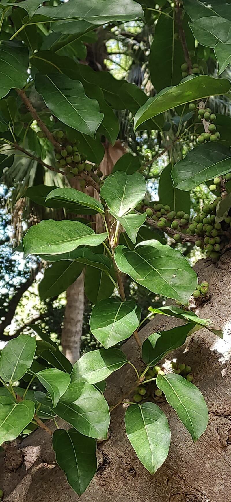 Ficus superba leaf