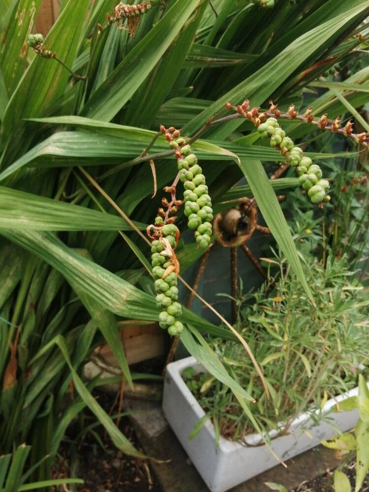Crocosmia × crocosmioides flower