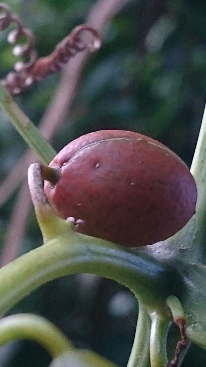 Cayaponia americana fruit