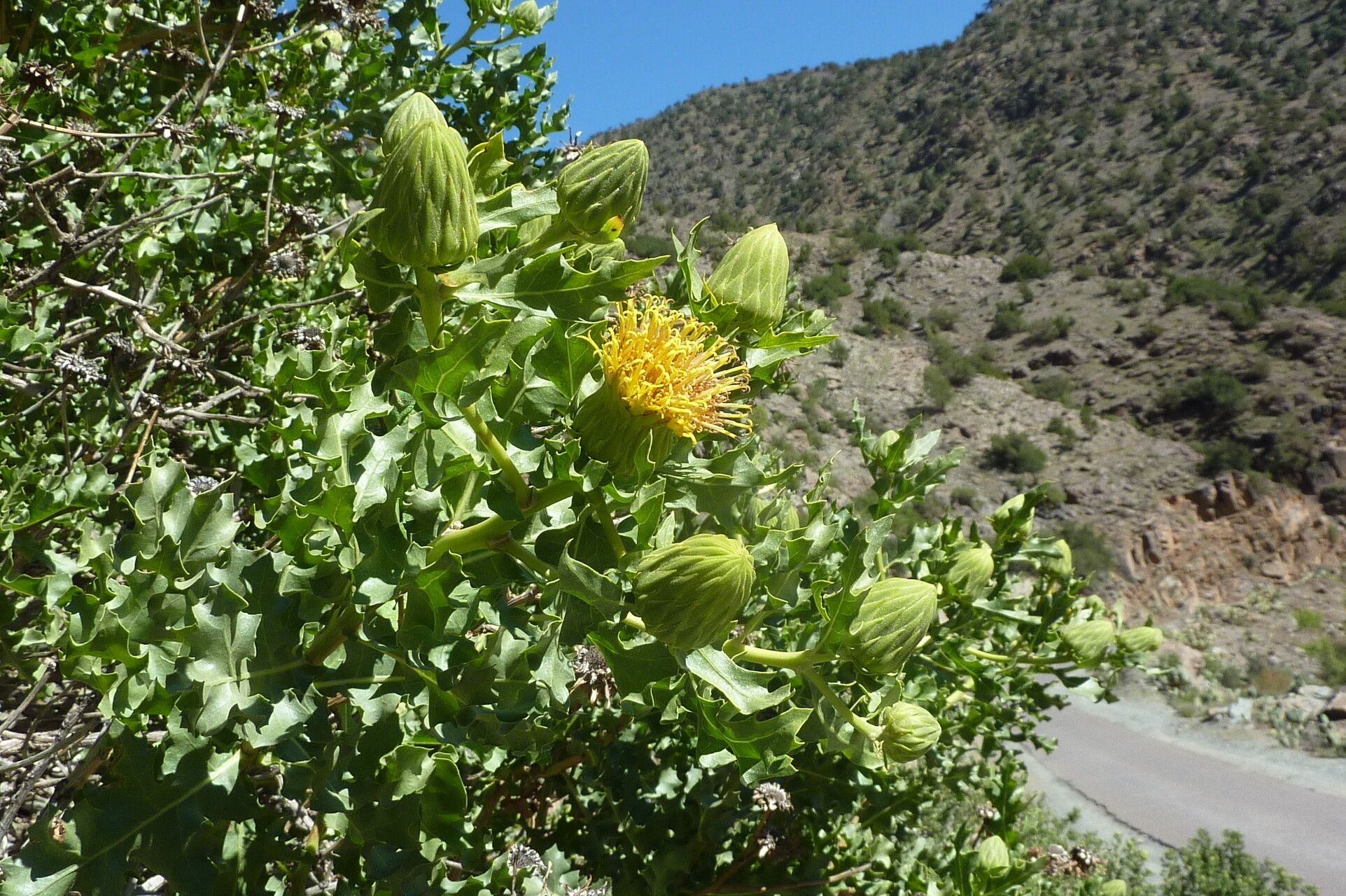 Warionia saharae — search result for 'Algeria'