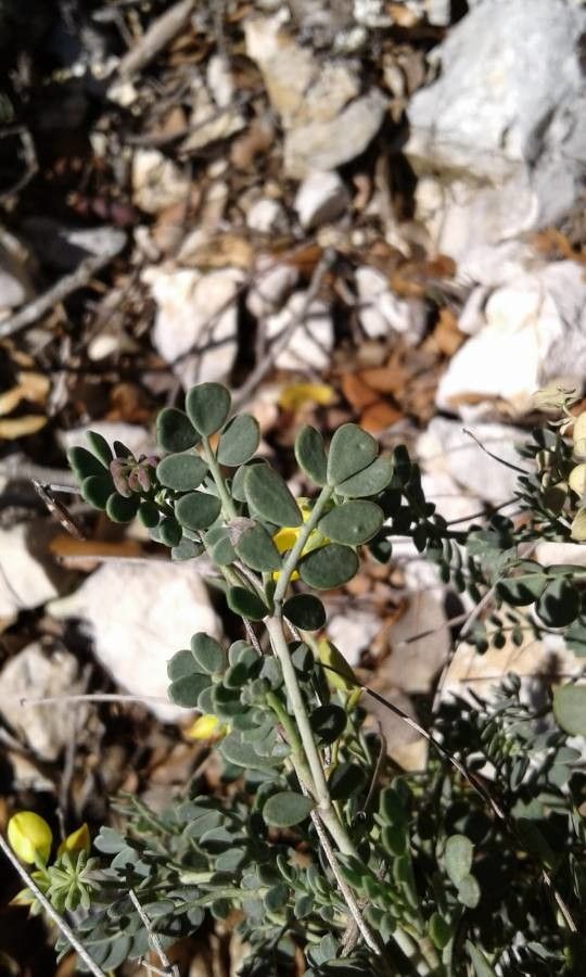 Coronilla minima leaf