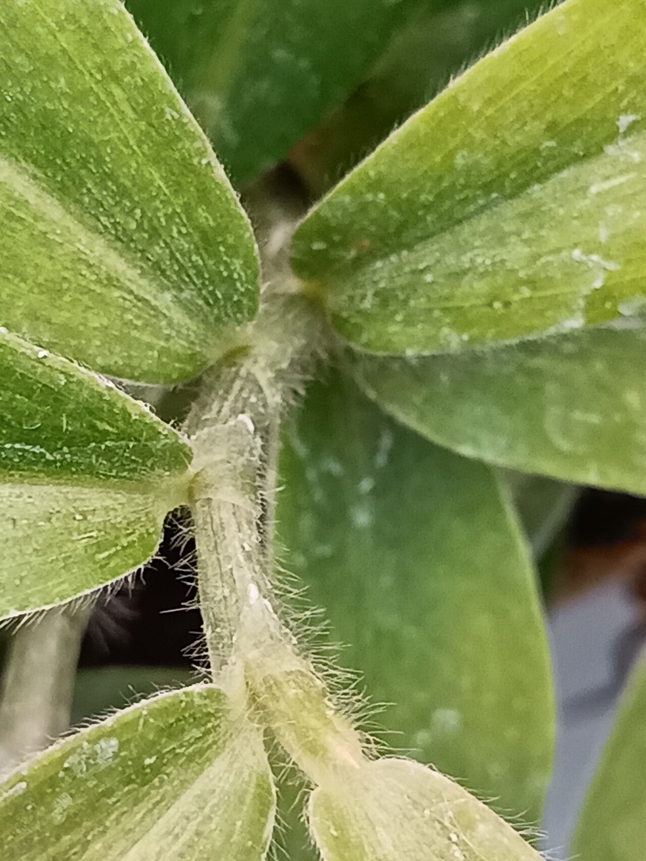 Costus gabonensis bark