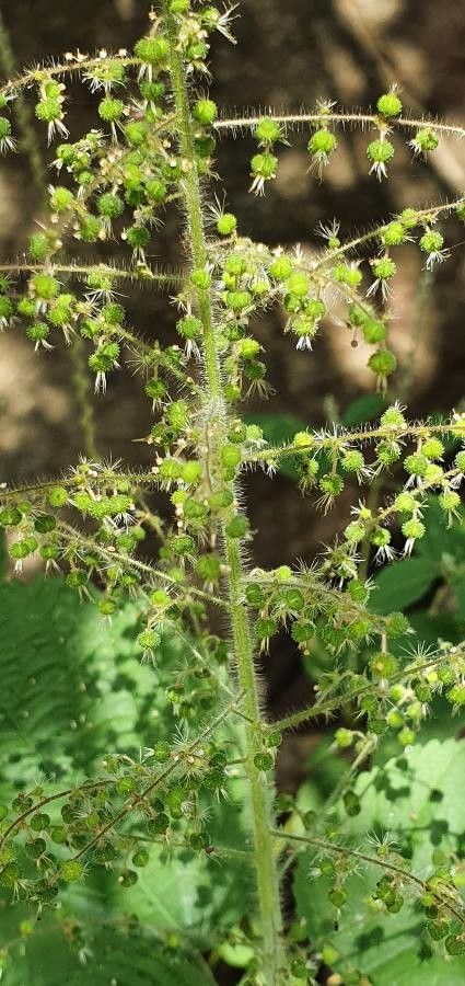 Acalypha racemosa flower