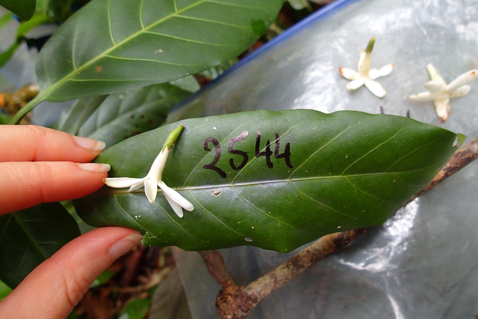 Atractocarpus ngoyensis flower