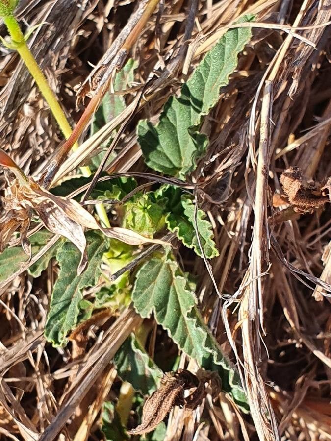 Monsonia longipes — related species from the same genus