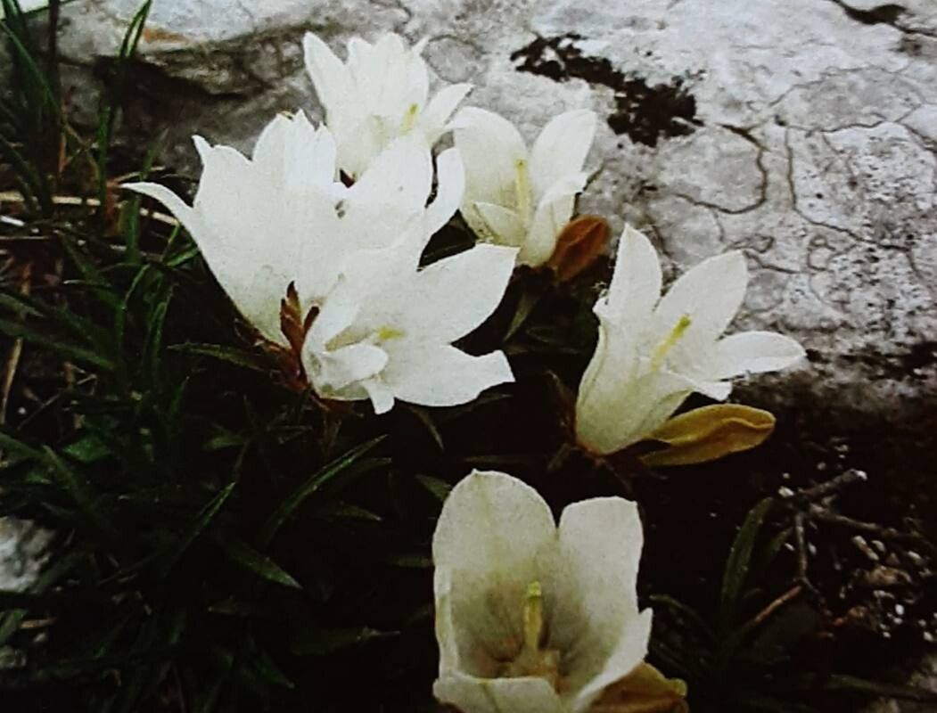 Edraianthus niveus — related species from the same genus