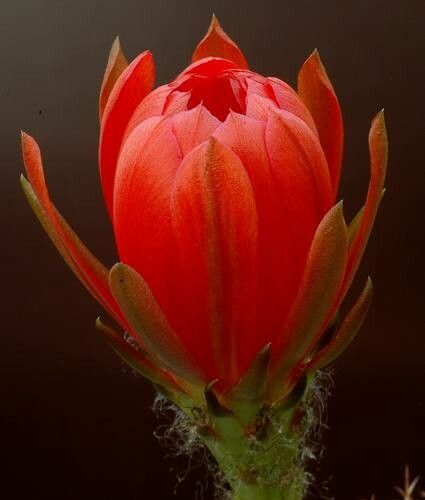 Lobivia calorubra — houseplant care guide