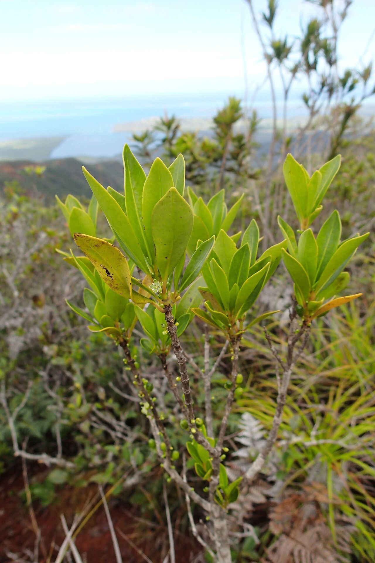Geniostoma densiflorum habit