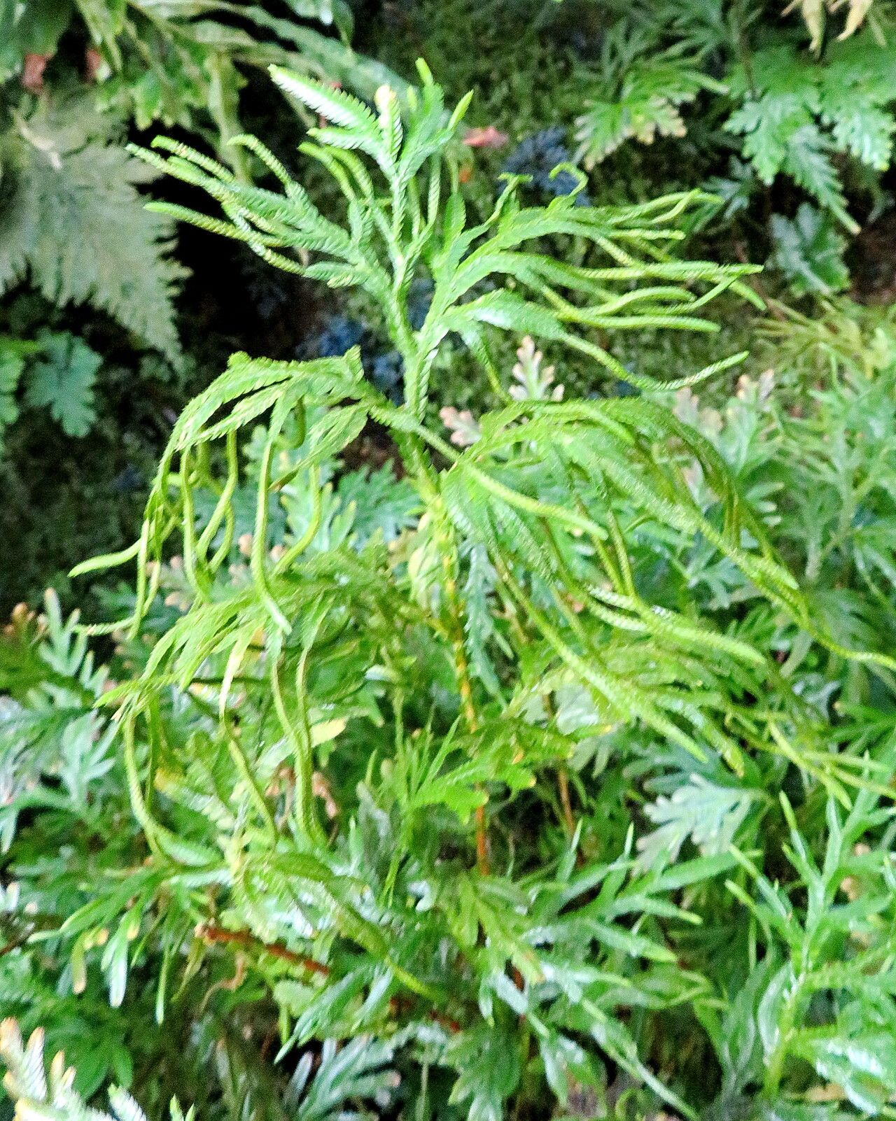 Selaginella plana — houseplant care guide