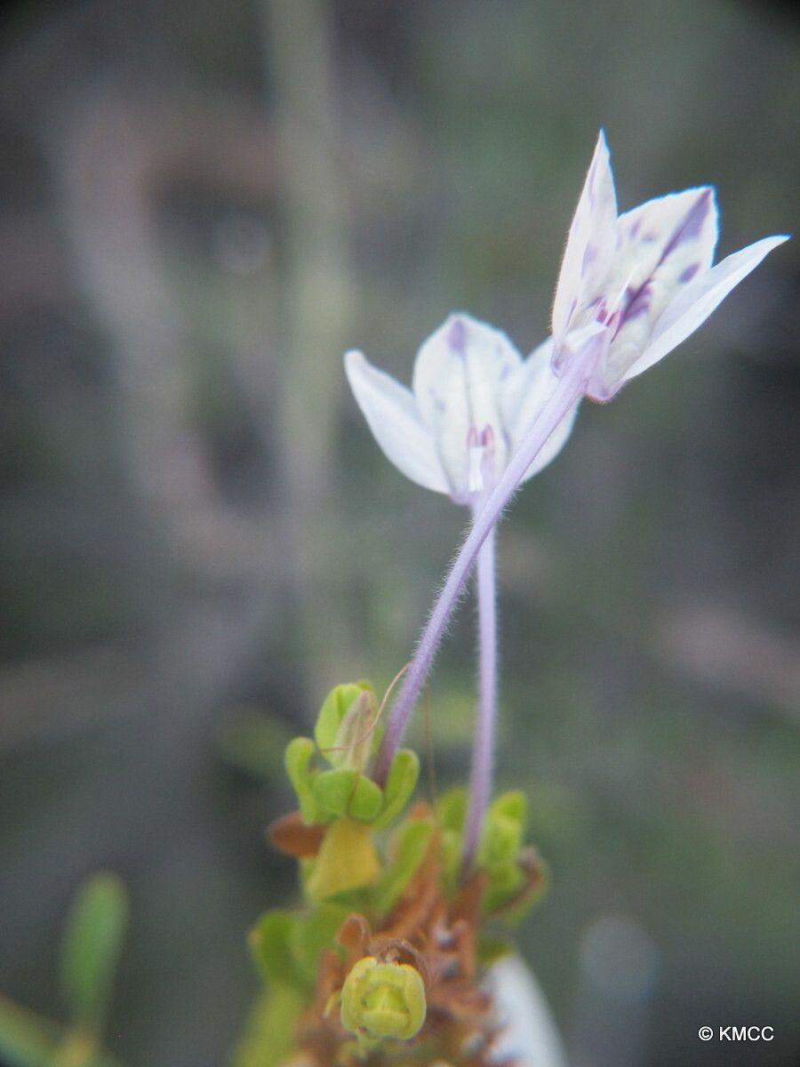 Ecbolium humbertii — related species from the same genus