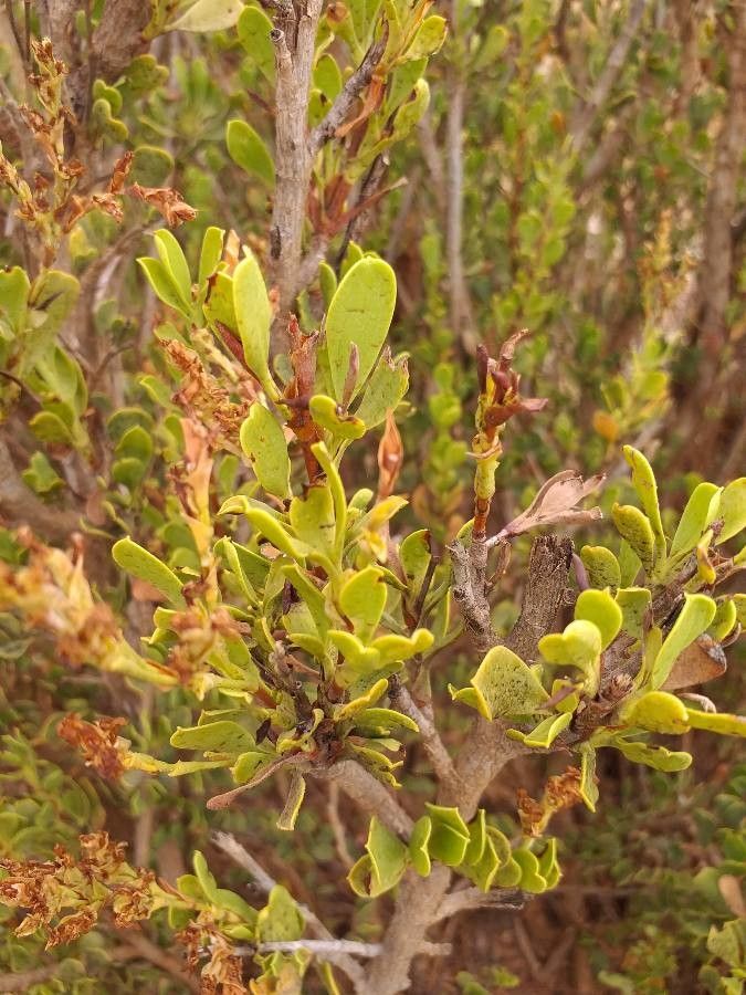 Globularia arabica leaf