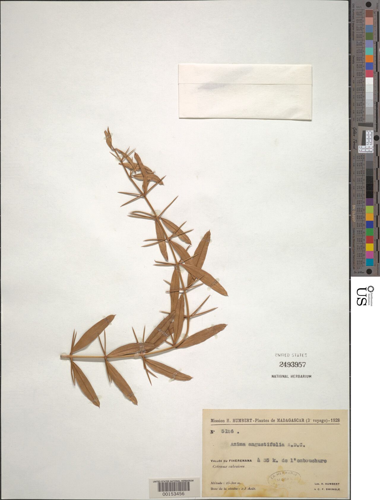 Azima angustifolia — related species from the same genus