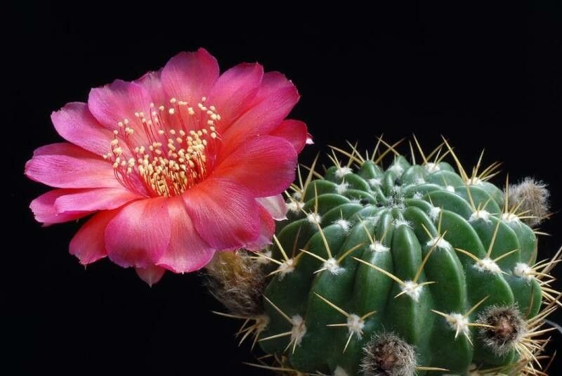 Lobivia hertrichiana flower