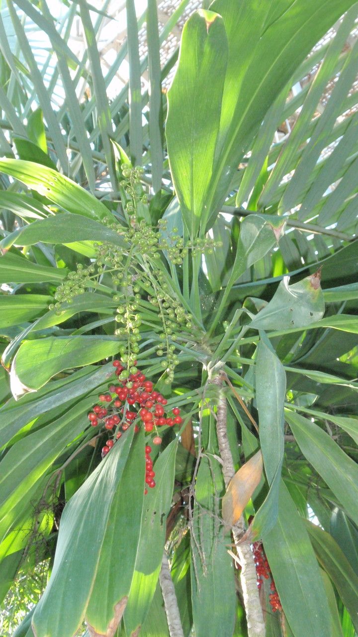 Cordyline manners-suttoniae — houseplant care guide