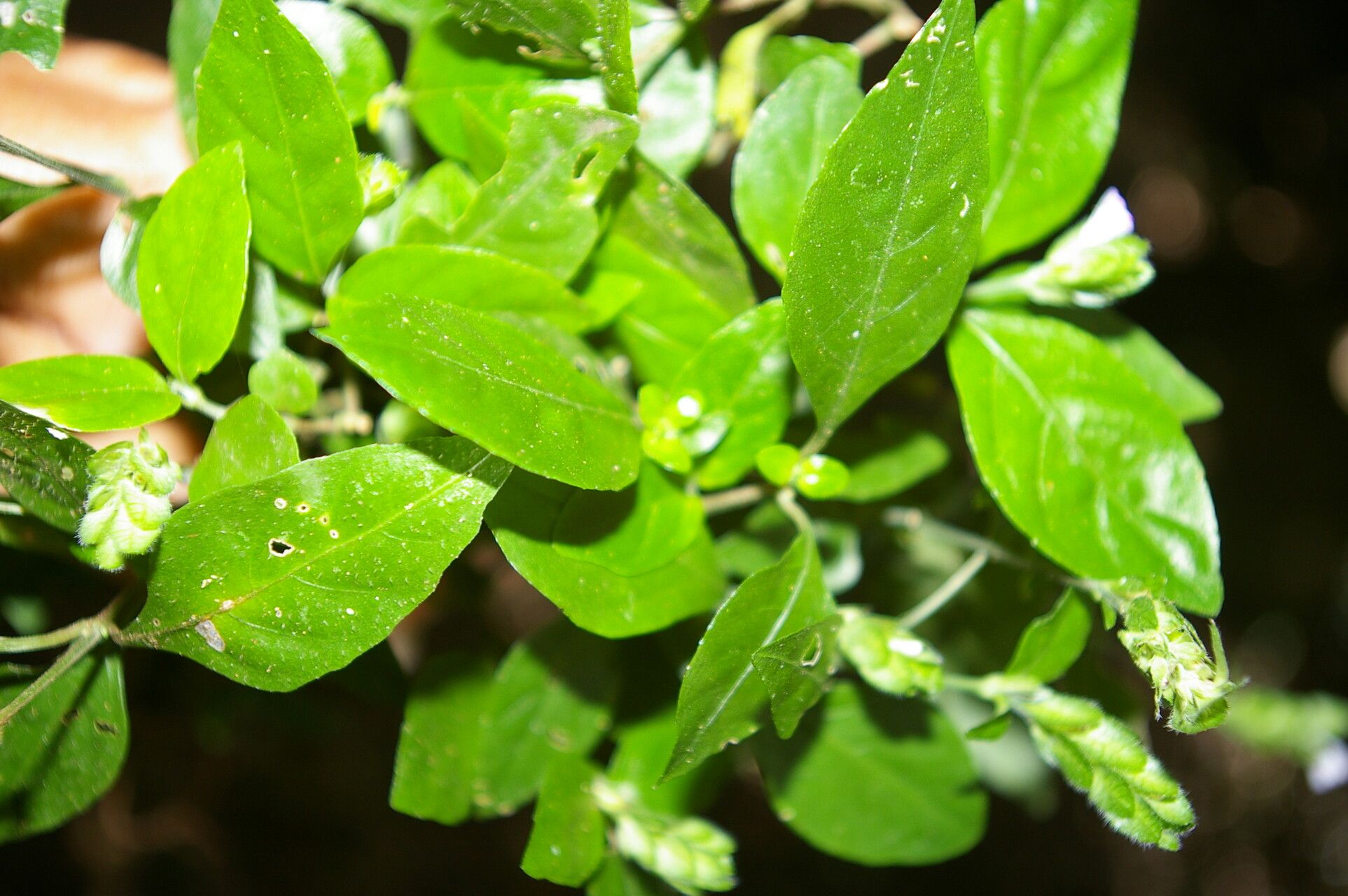 Dianthera candelariae — related species from the same genus