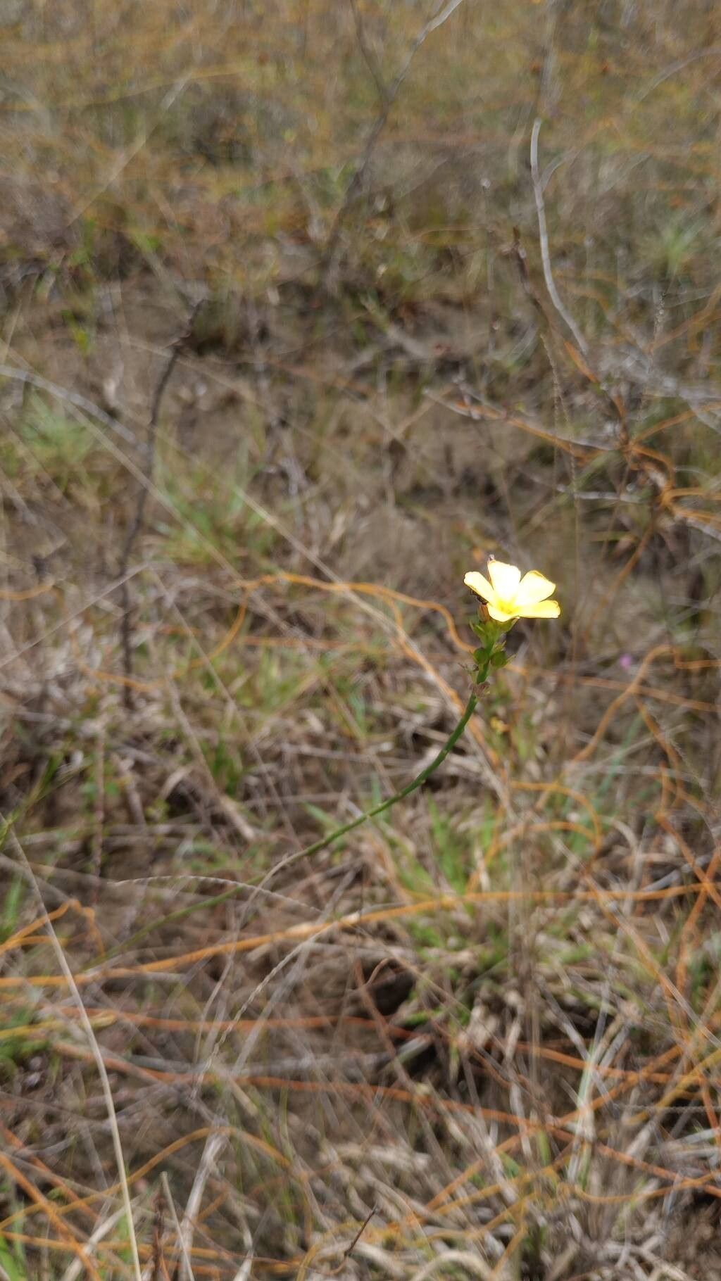 Turnera guianensis — houseplant care guide