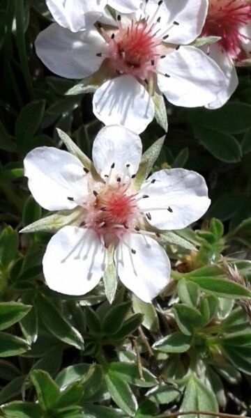 Potentilla nitida flower