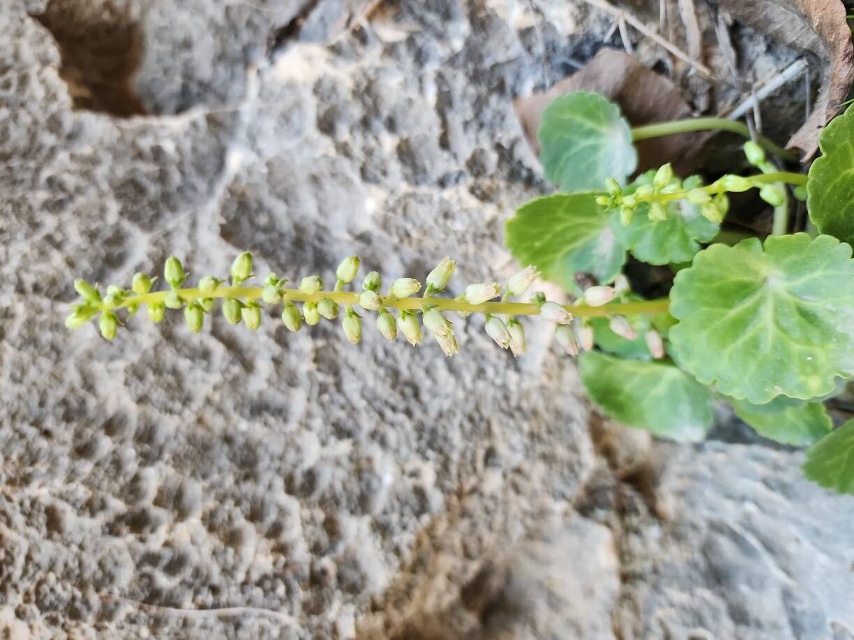 Umbilicus intermedius flower