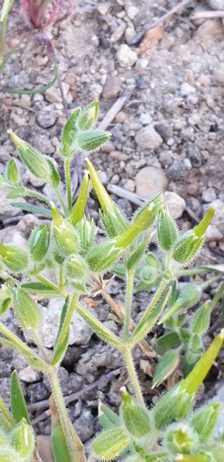 Cerastium dichotomum fruit