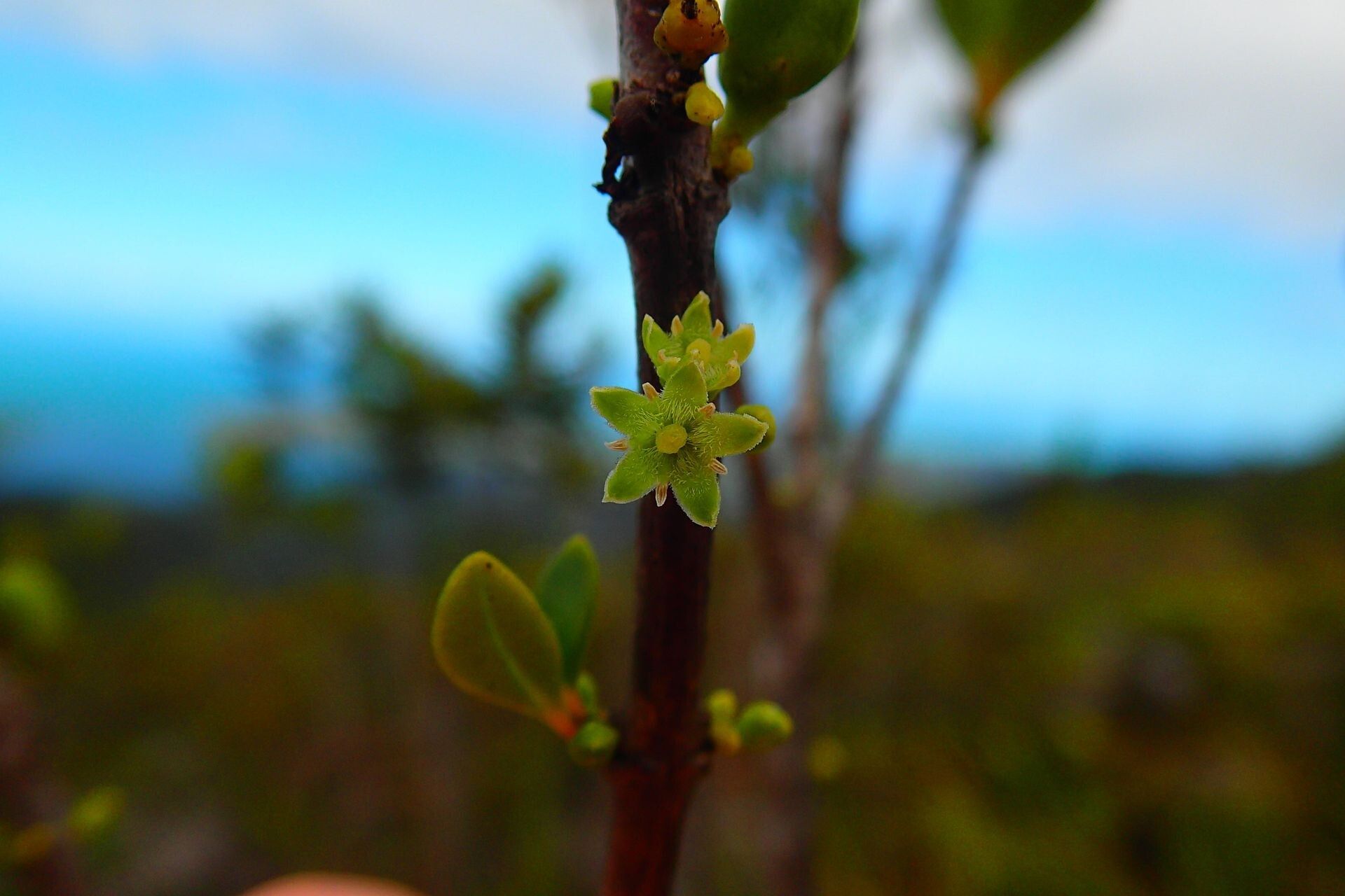 Geniostoma densiflorum other