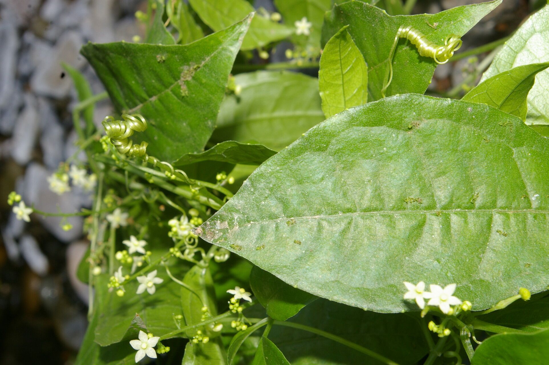 Cyclanthera lalajuela habit