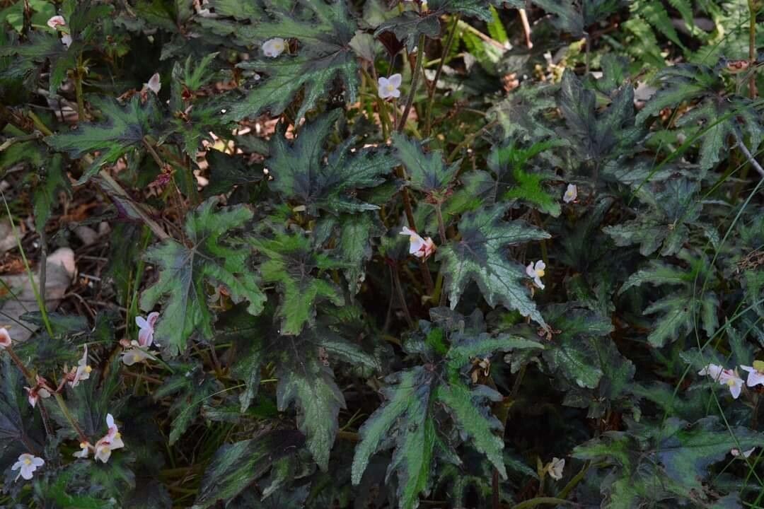 Begonia palmata — pet friendly houseplant
