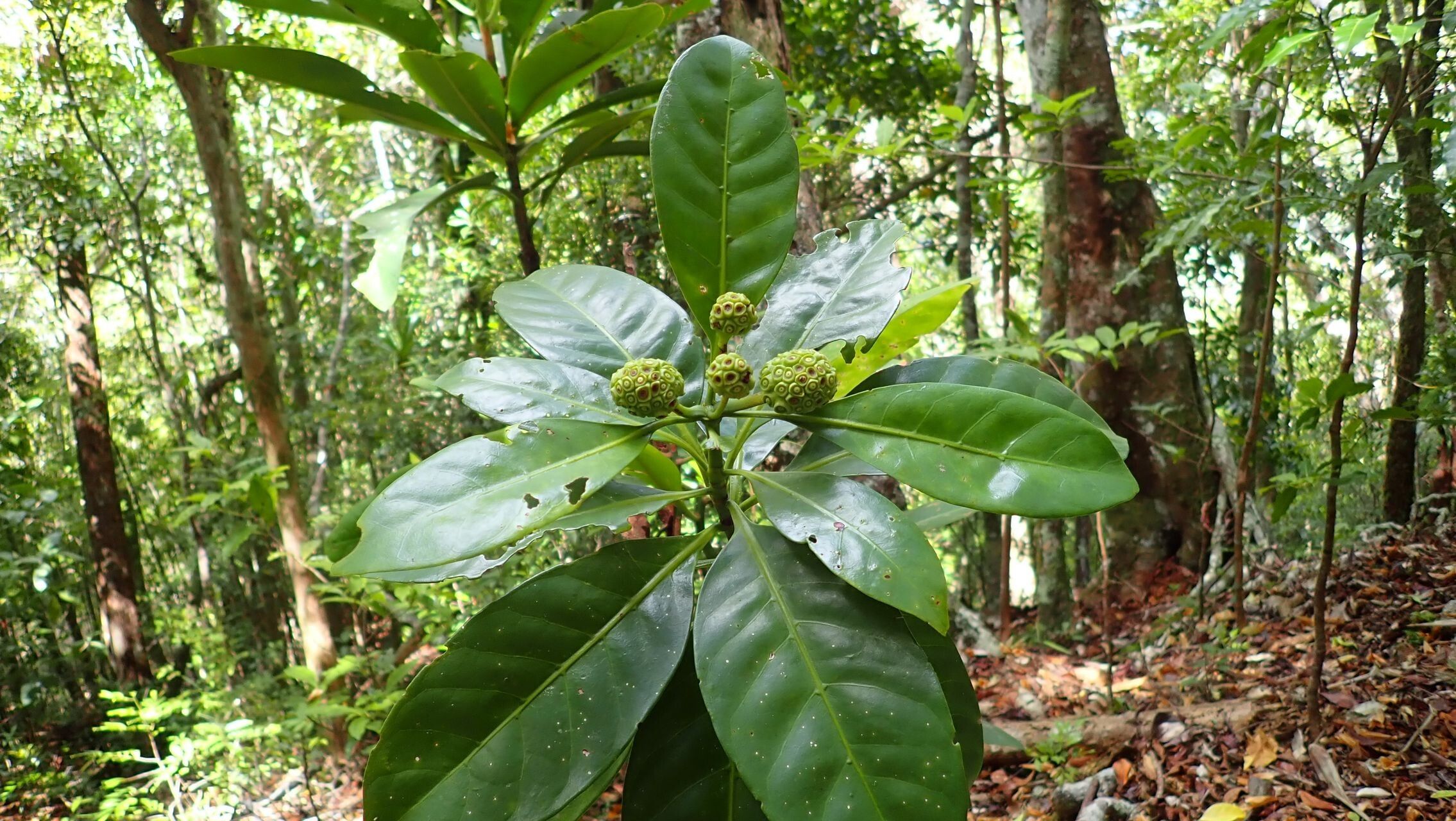 Gynochthodes billardierei habit