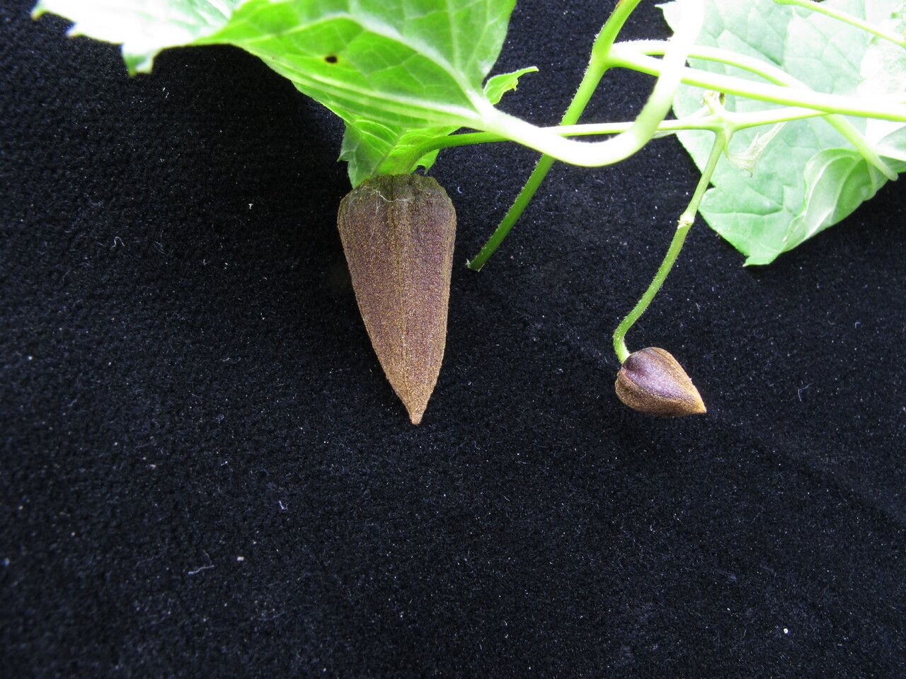 Clematis connata habit