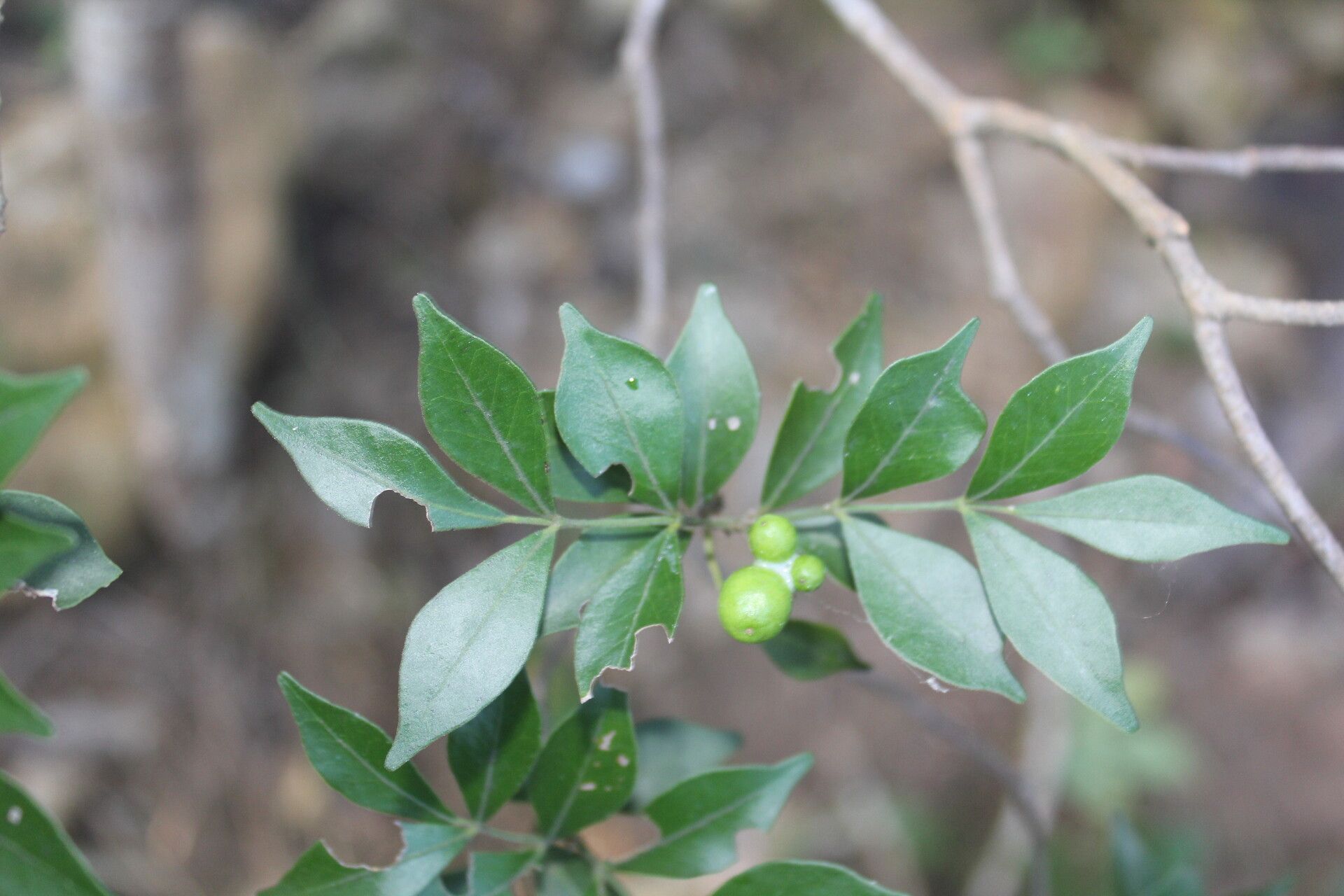 Amyris sylvatica leaf