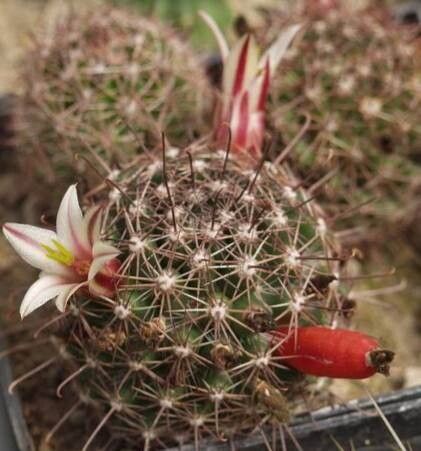 Cochemiea dioica flower