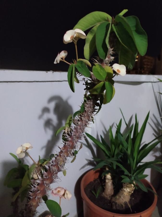 Euphorbia didiereoides flower