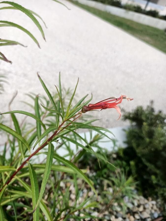 Lobelia laxiflora fruit
