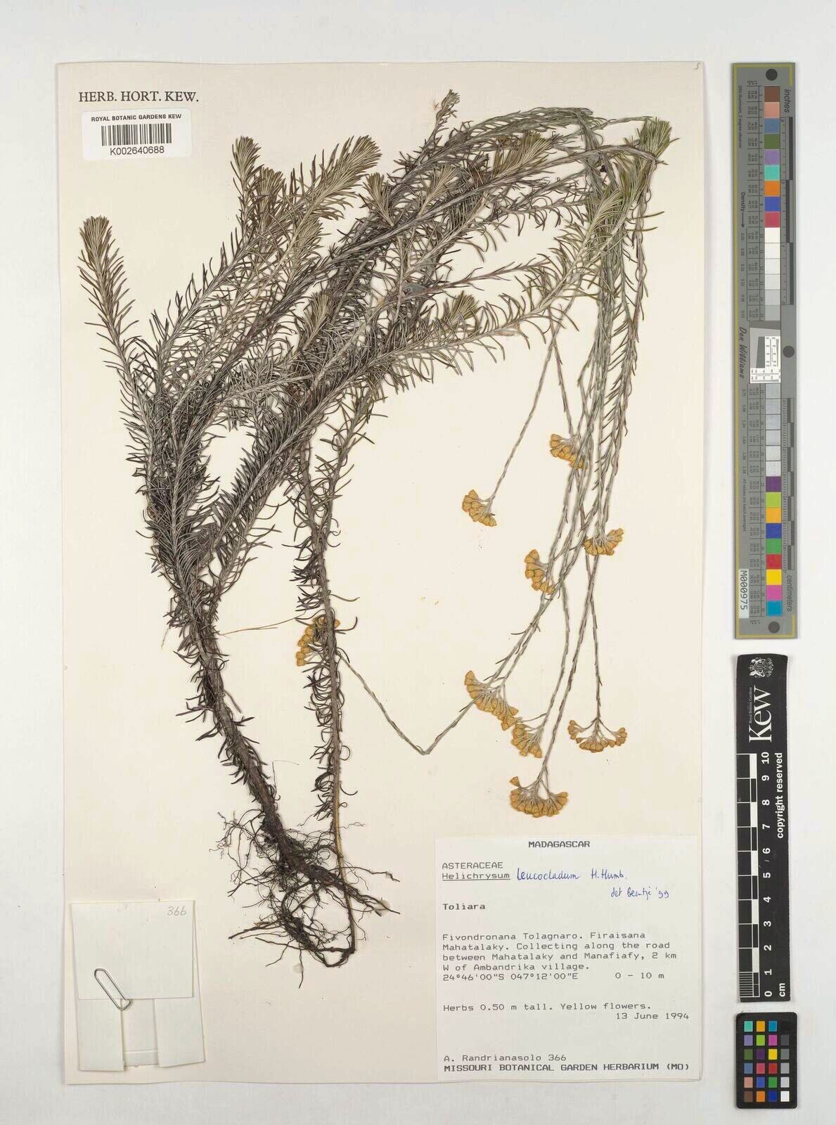 Helichrysum leucocladum — houseplant care guide