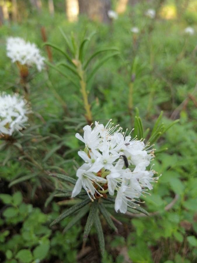 Ledum palustre flower