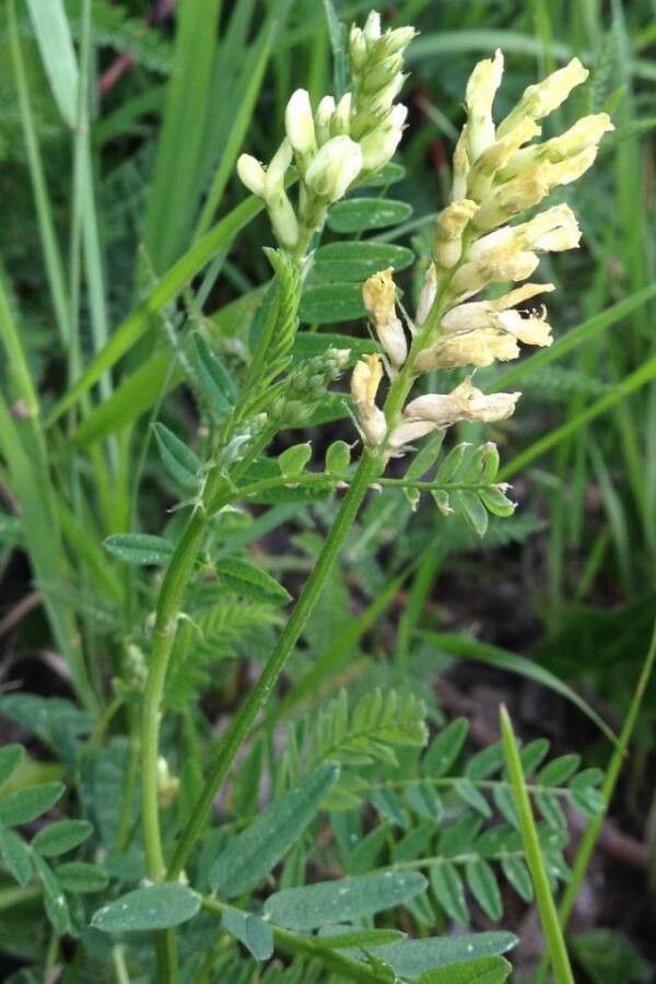 Astragalus alopecurus flower