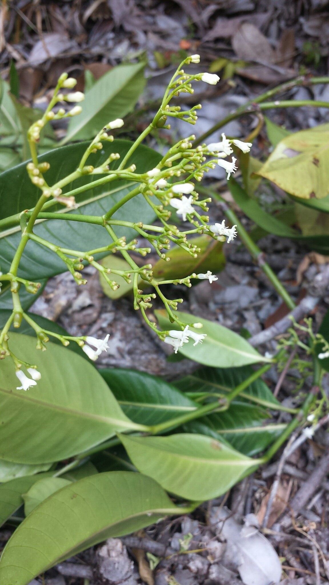 Psychotria lantzii flower