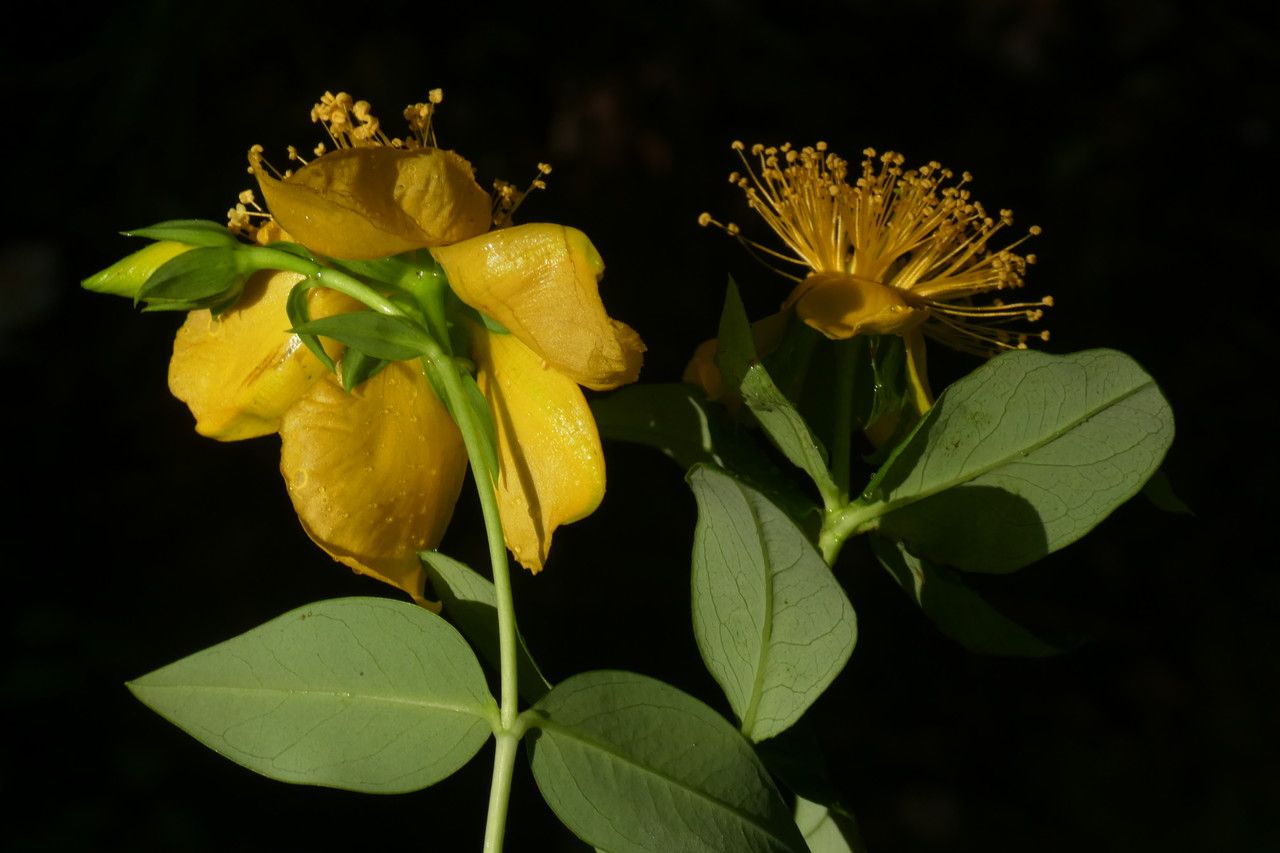 Hypericum acmosepalum flower