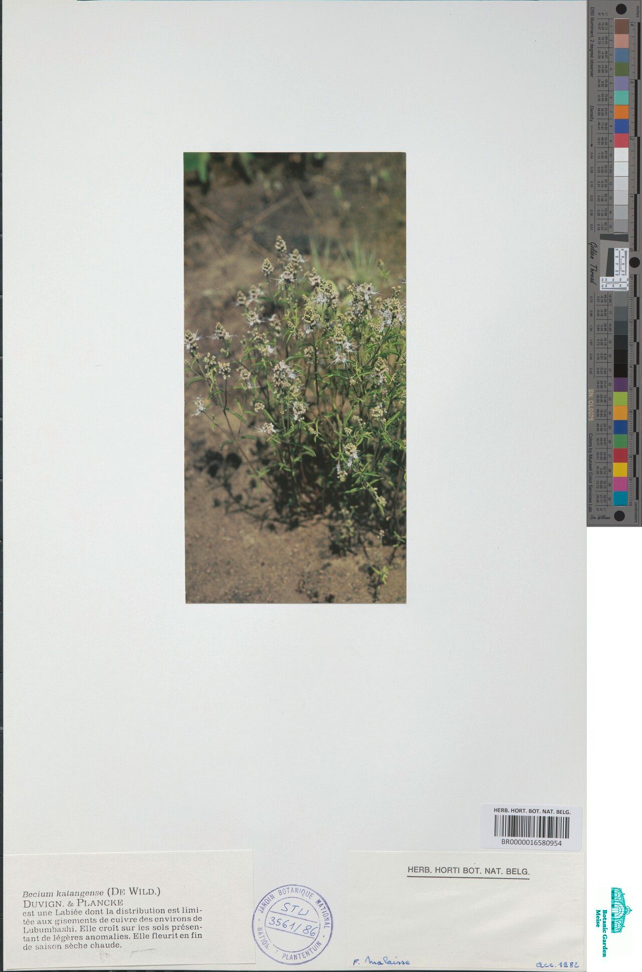 Ocimum centraliafricanum habit