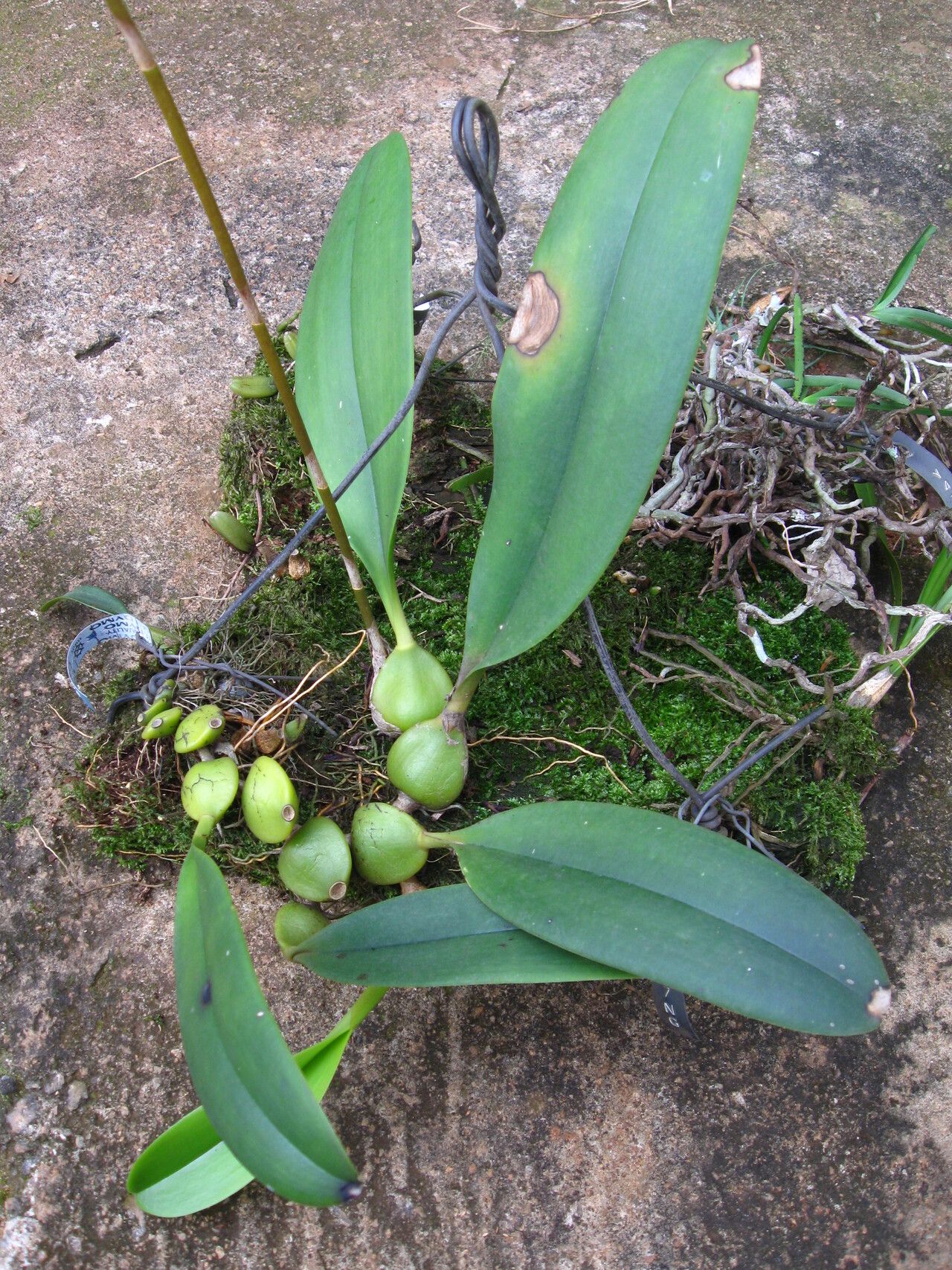 Bulbophyllum subligaculiferum — houseplant care guide