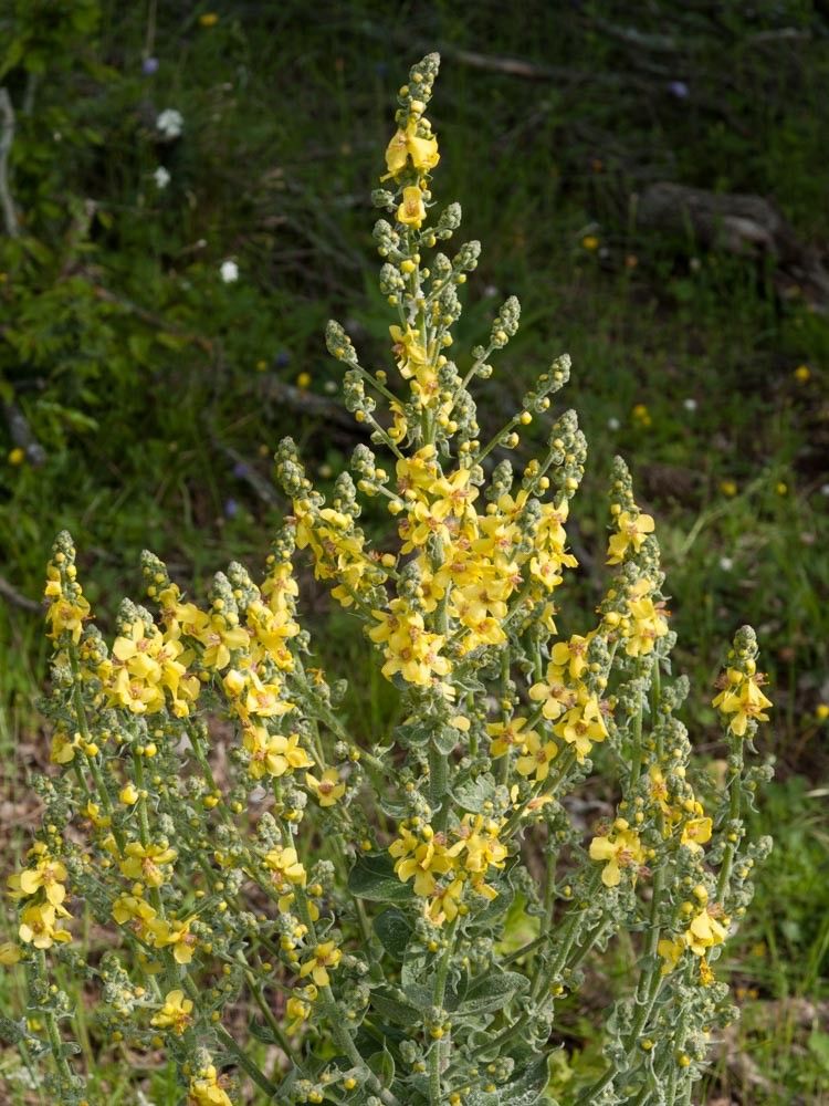 Verbascum epixanthinum — search result for 'Verbascum'