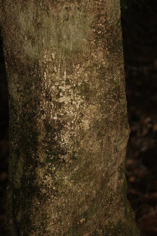 Parinari campestris bark
