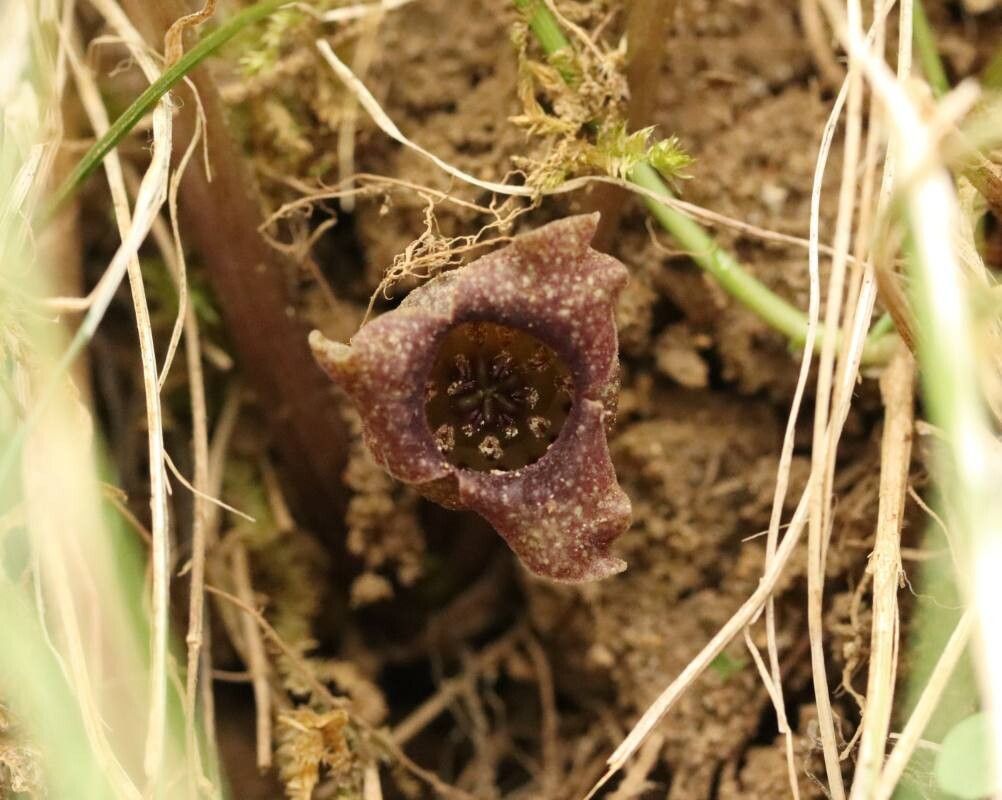 Asarum tohokuense — search result for 'Asarum'