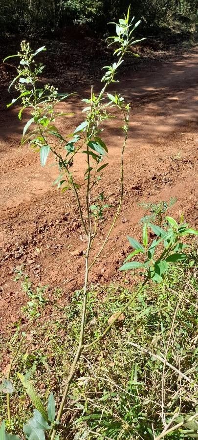 Chromolaena laevigata habit