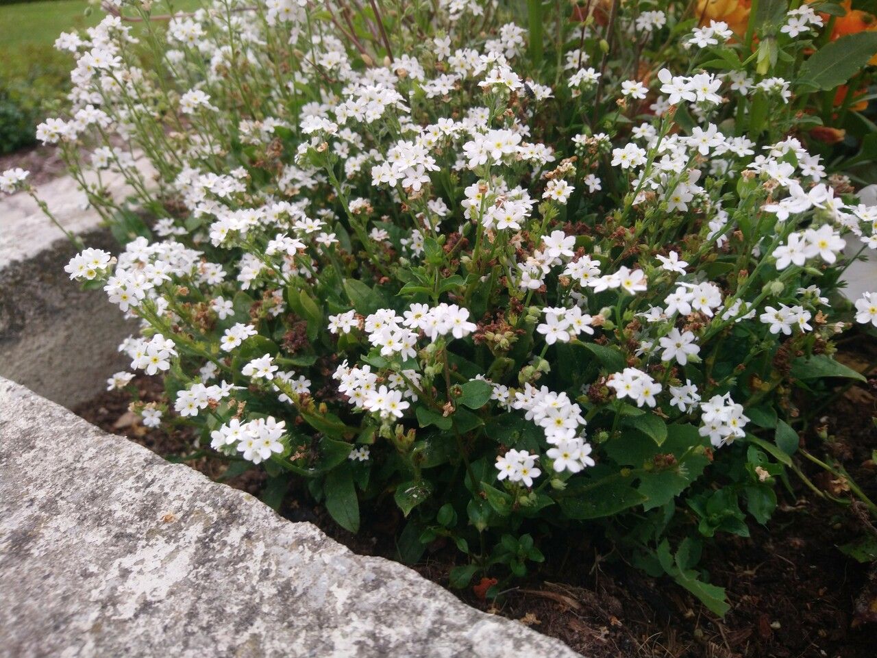 Plagiobothrys chorisianus habit