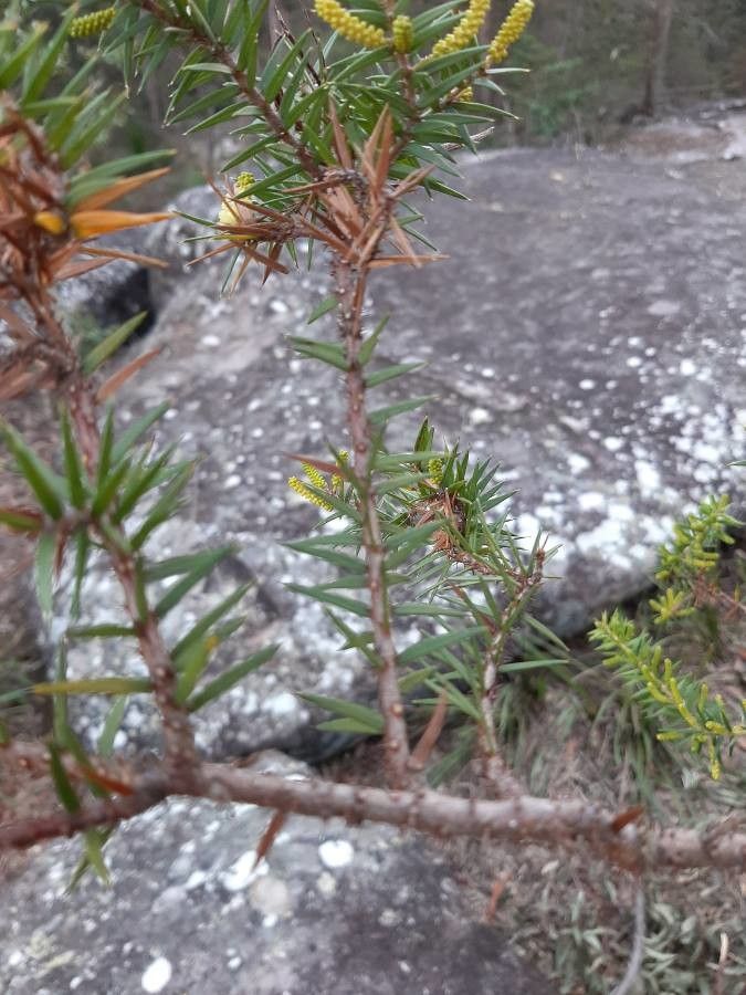 Acacia oxycedrus leaf